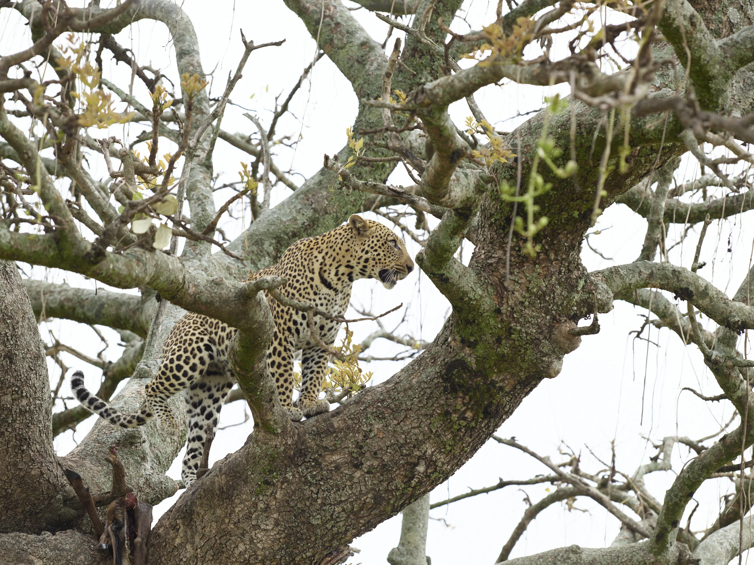 Tanzania-P0001359.jpg
