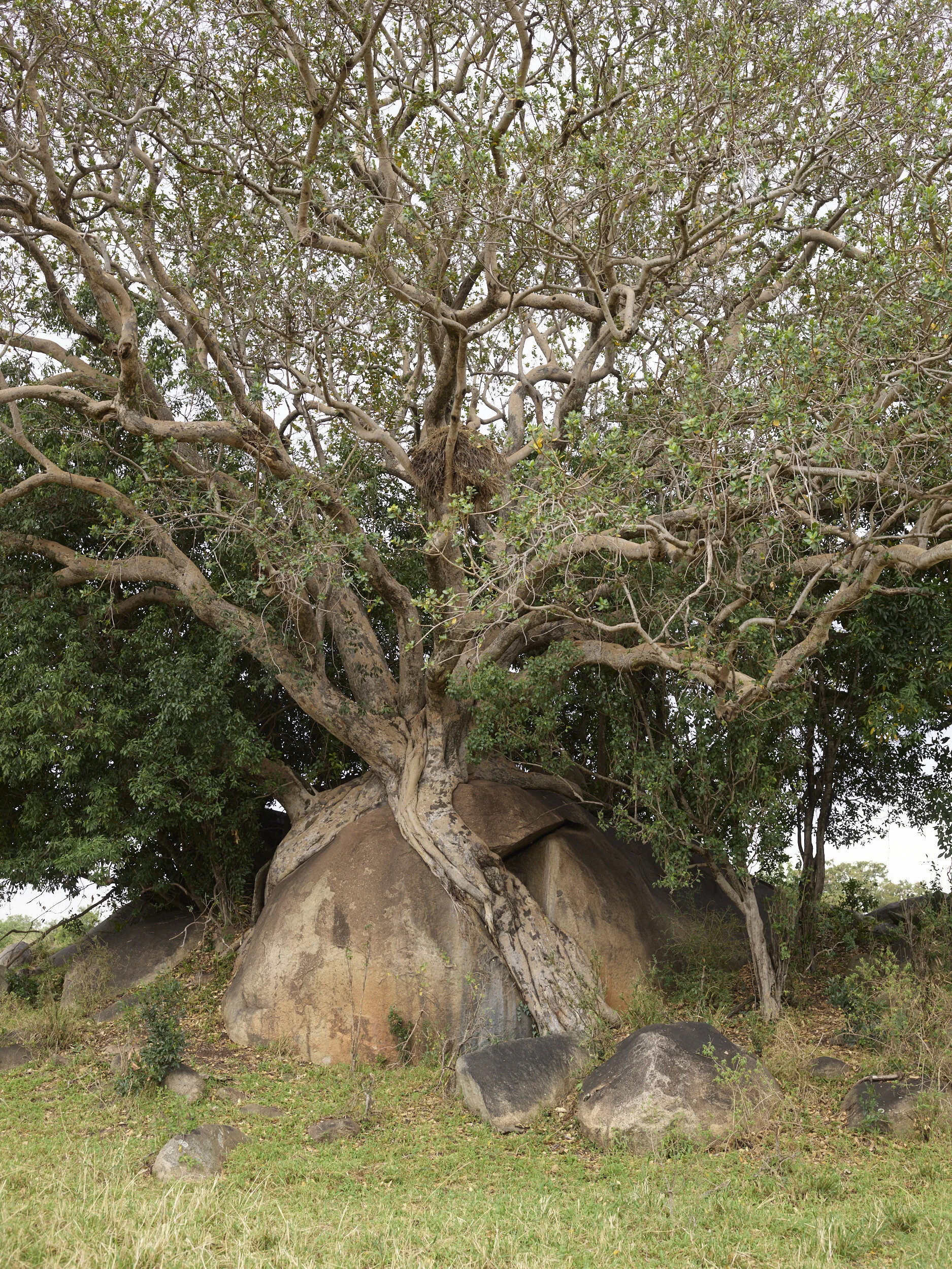 Africa 2019