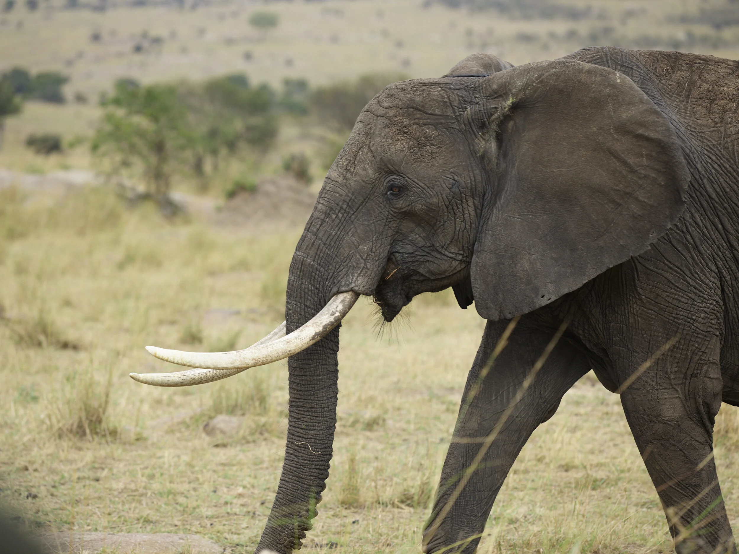 Africa 2019