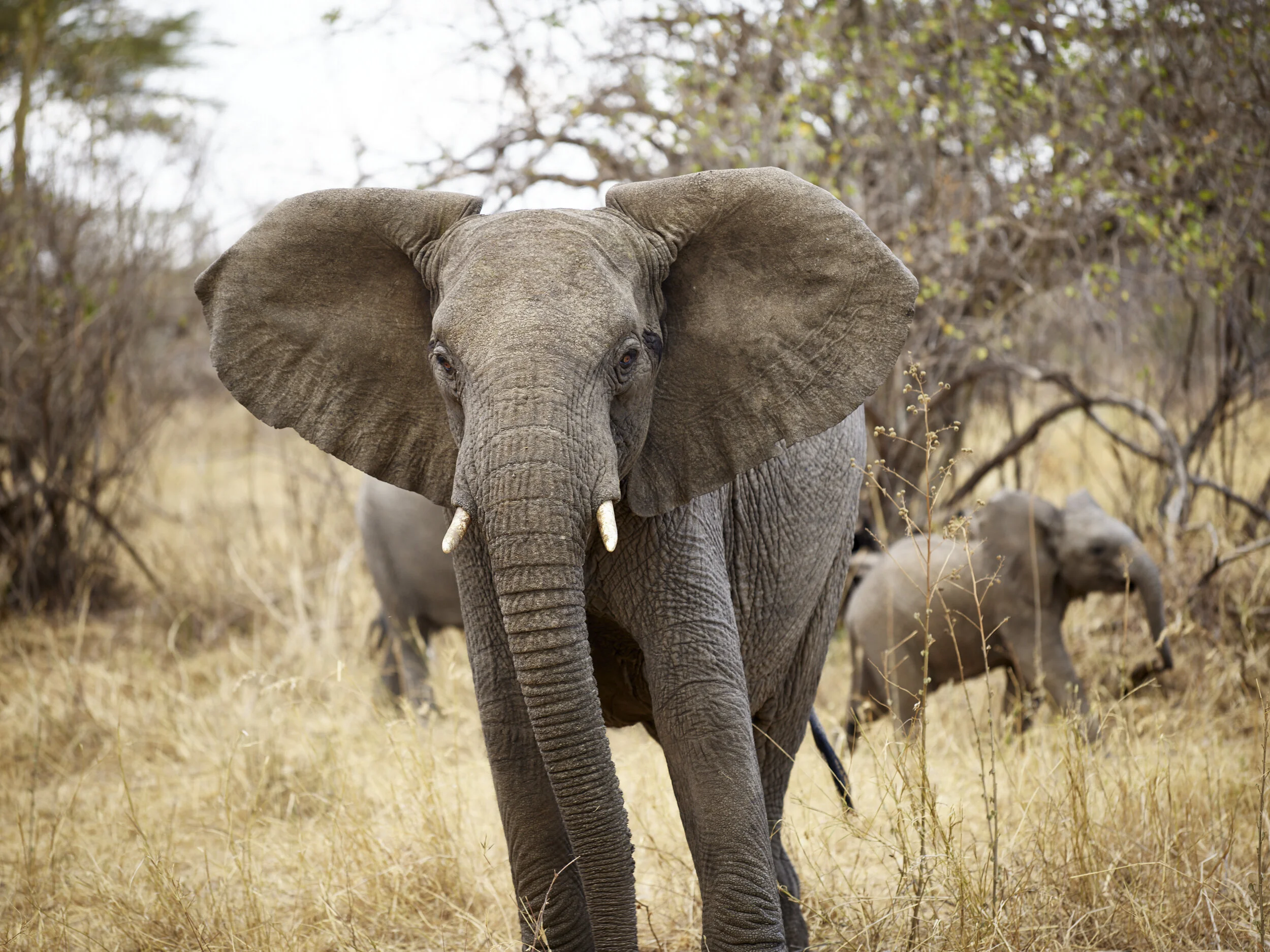 Tanzania-P0001658.jpg