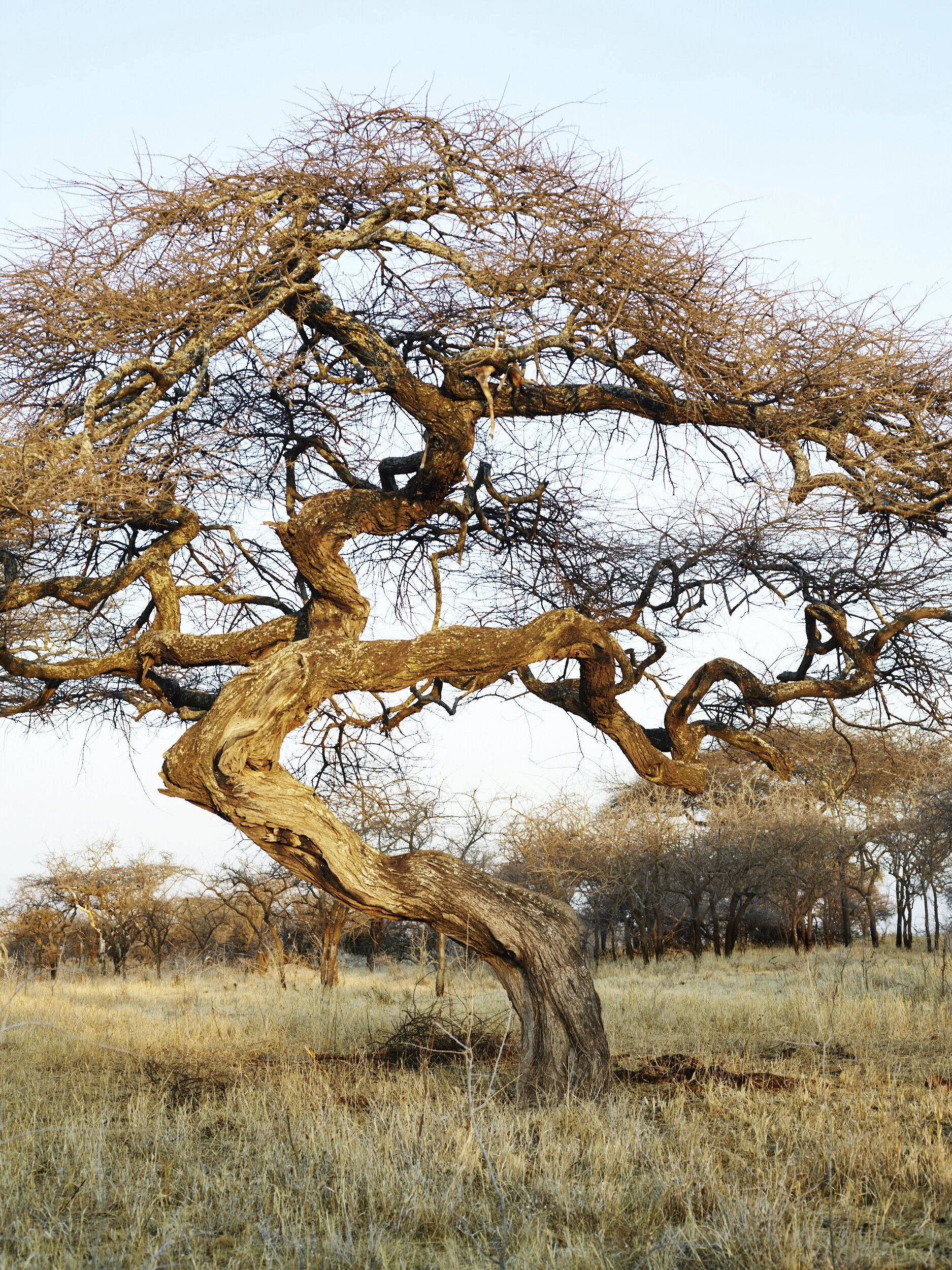 Africa 2019