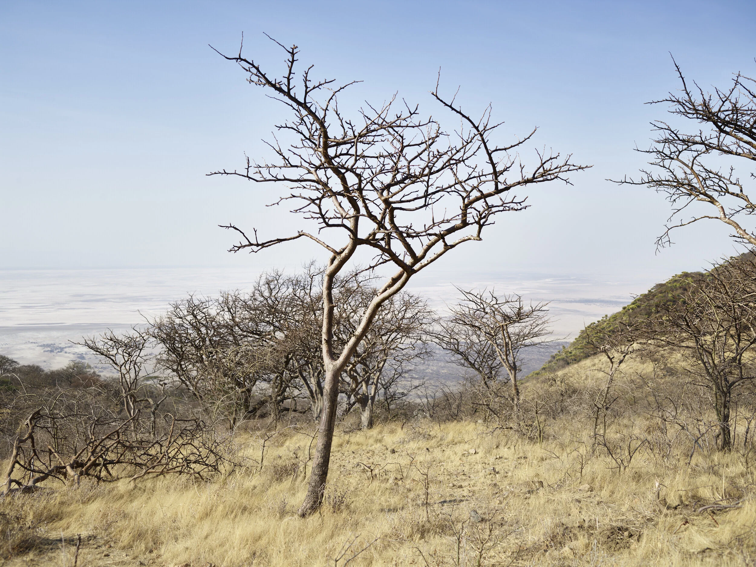 Africa 2019