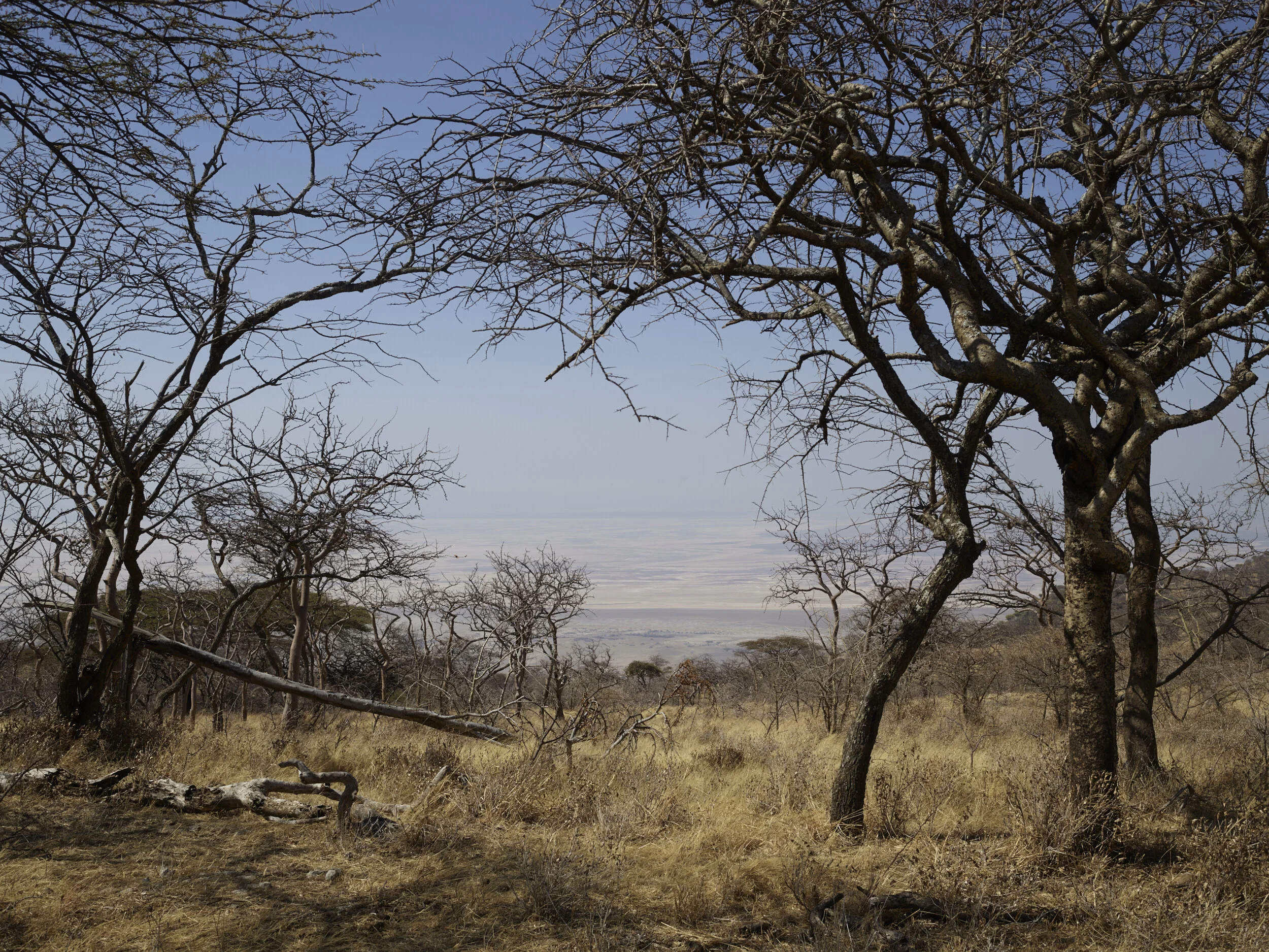 Africa 2019