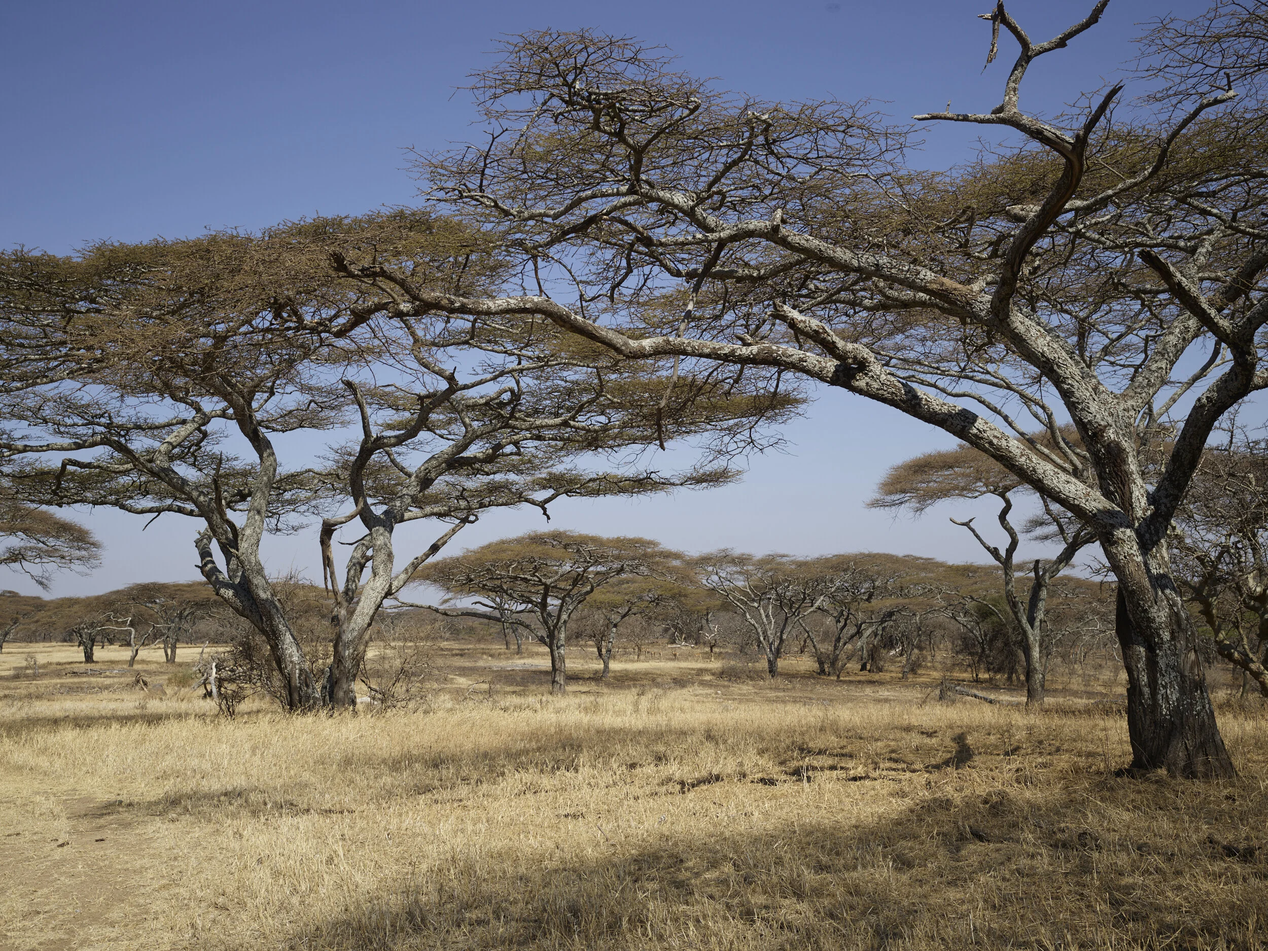 Africa 2019