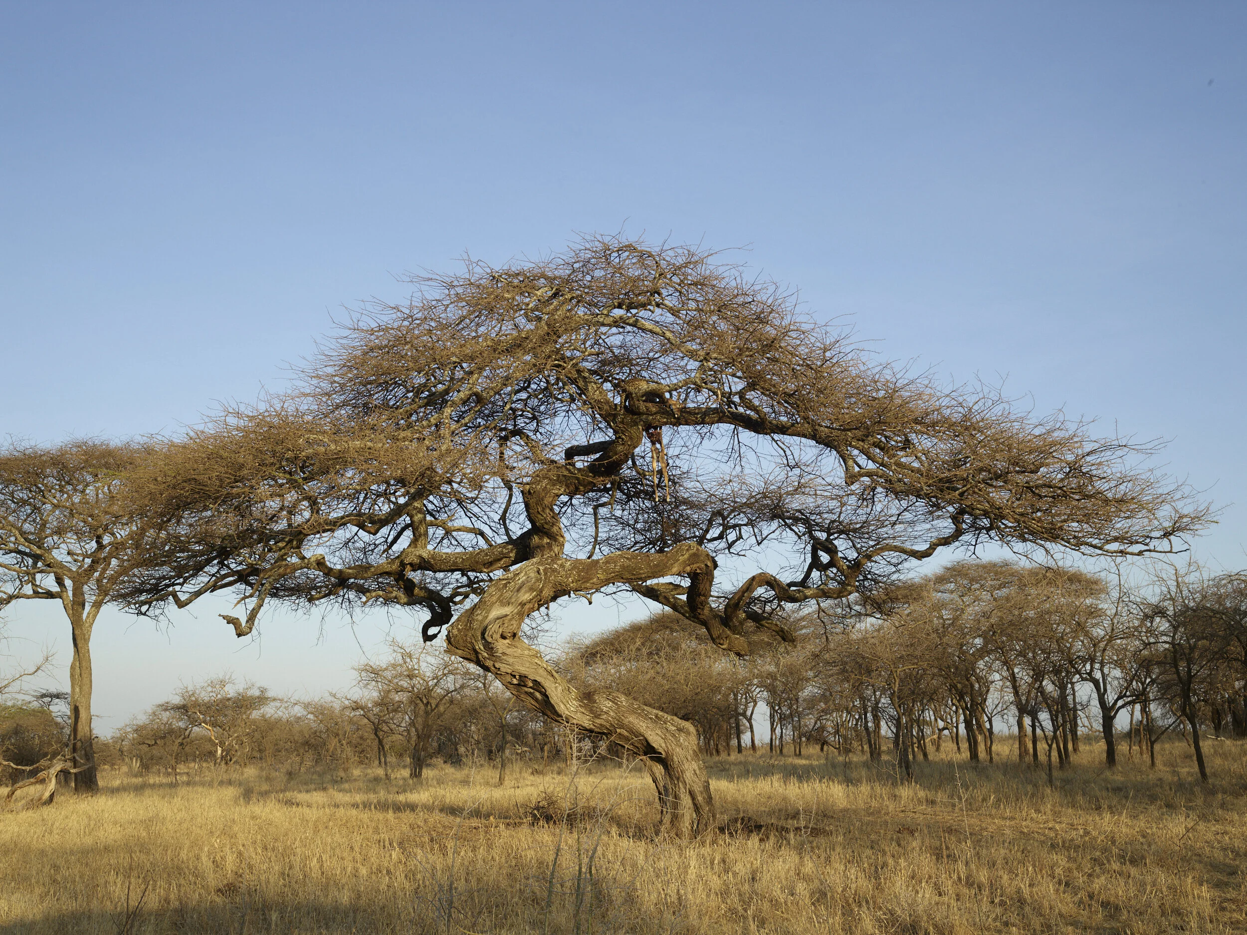 Africa 2019