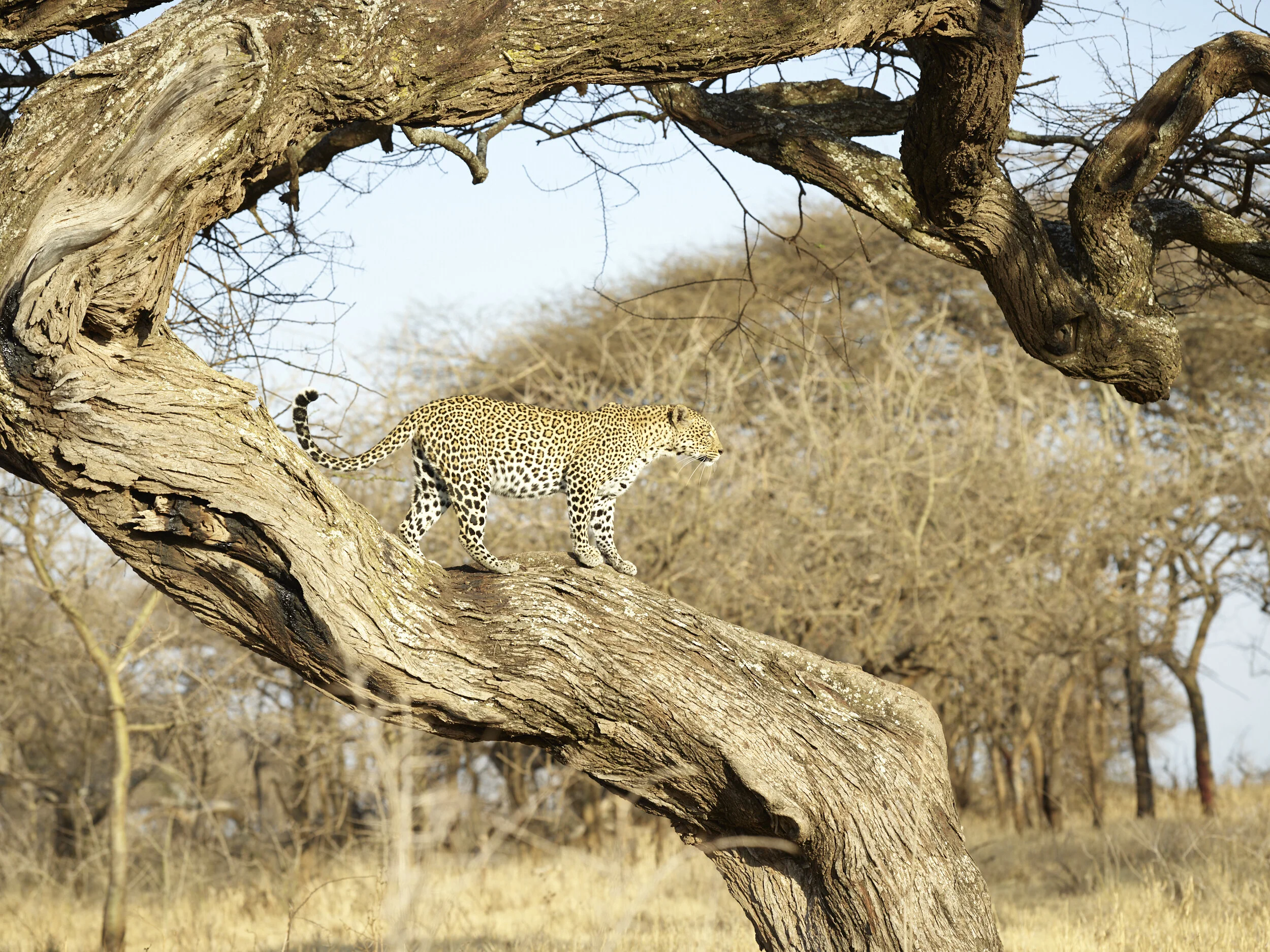 Africa 2019