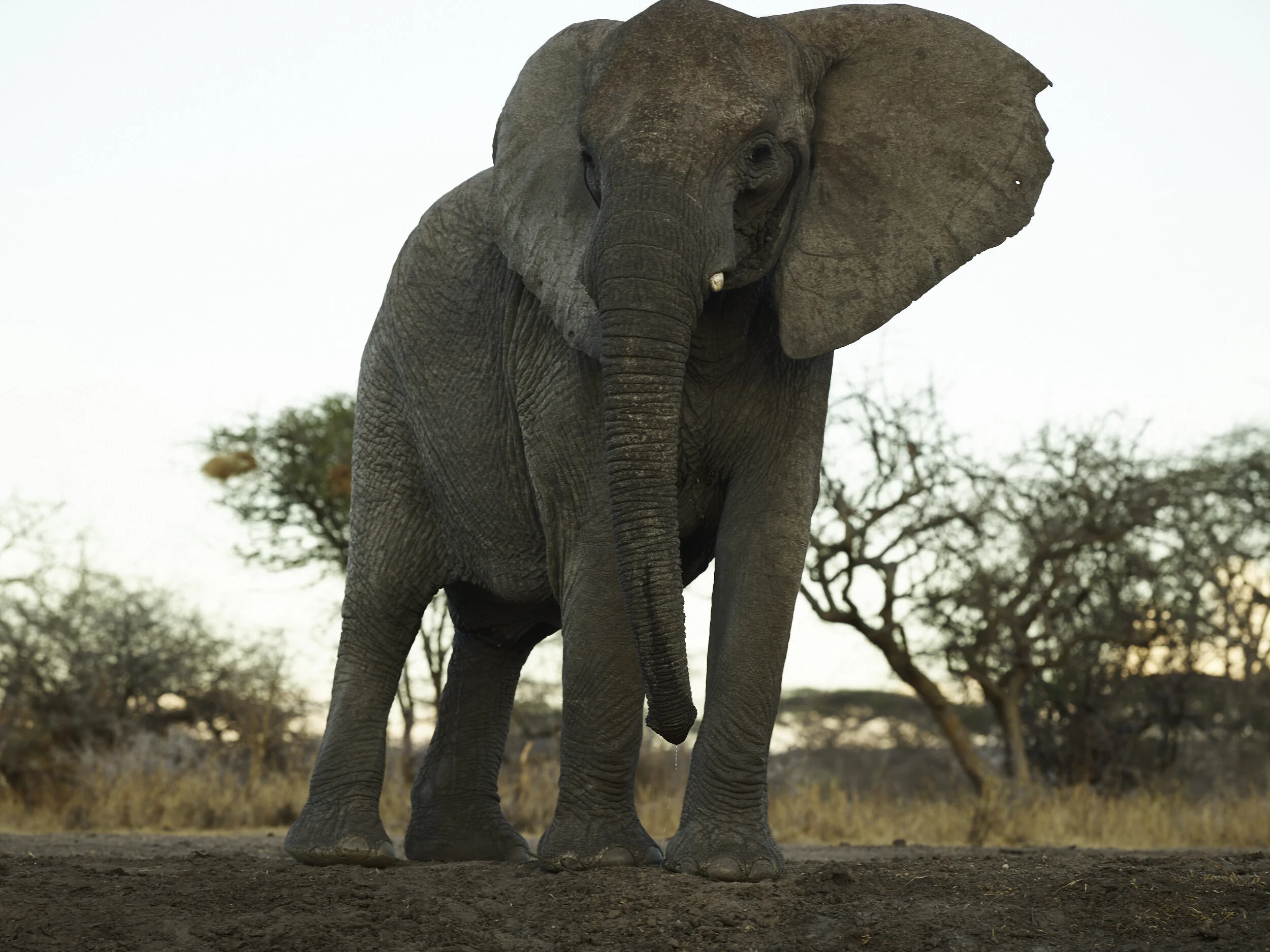 Africa 2019
