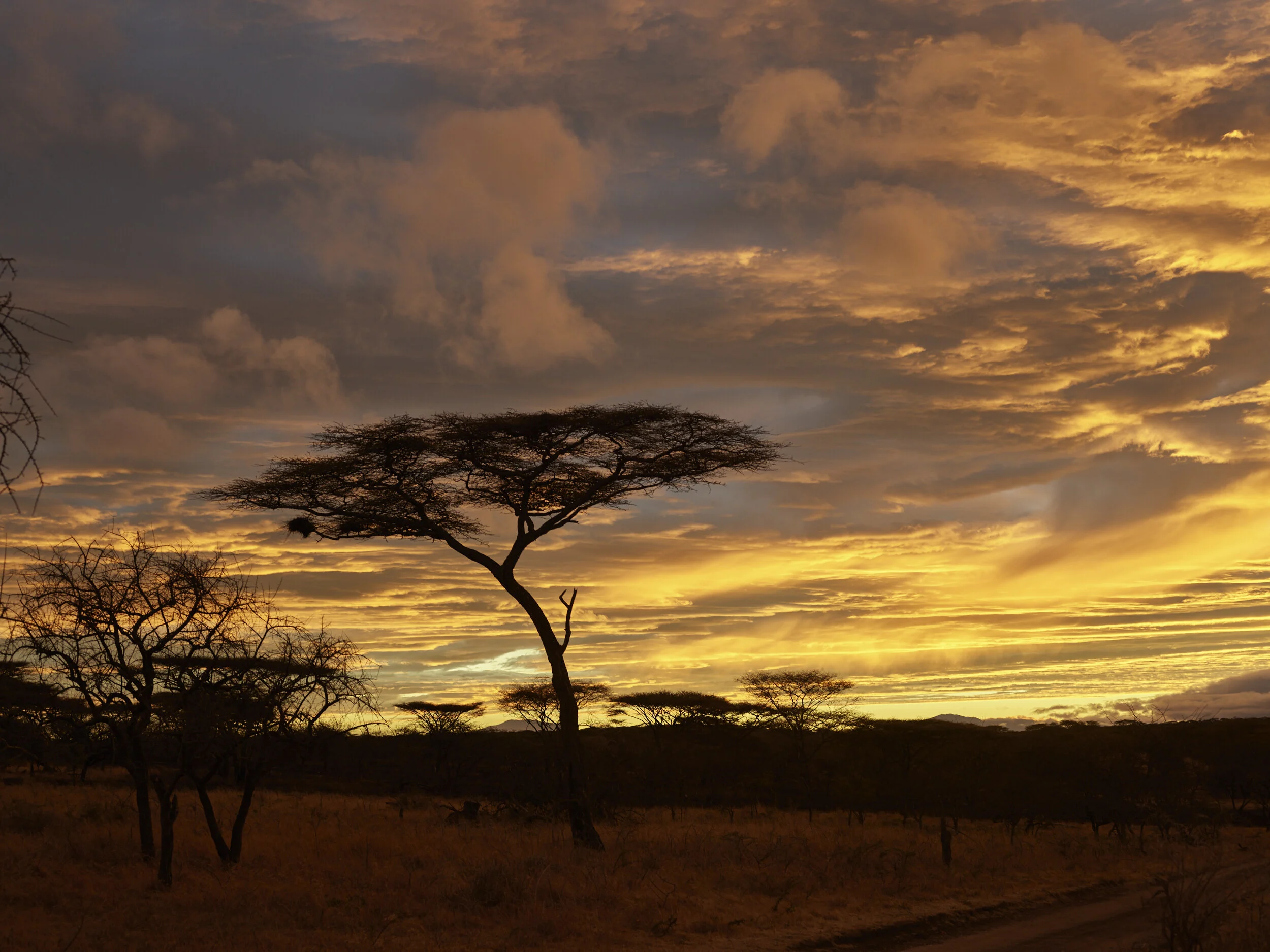Africa 2019