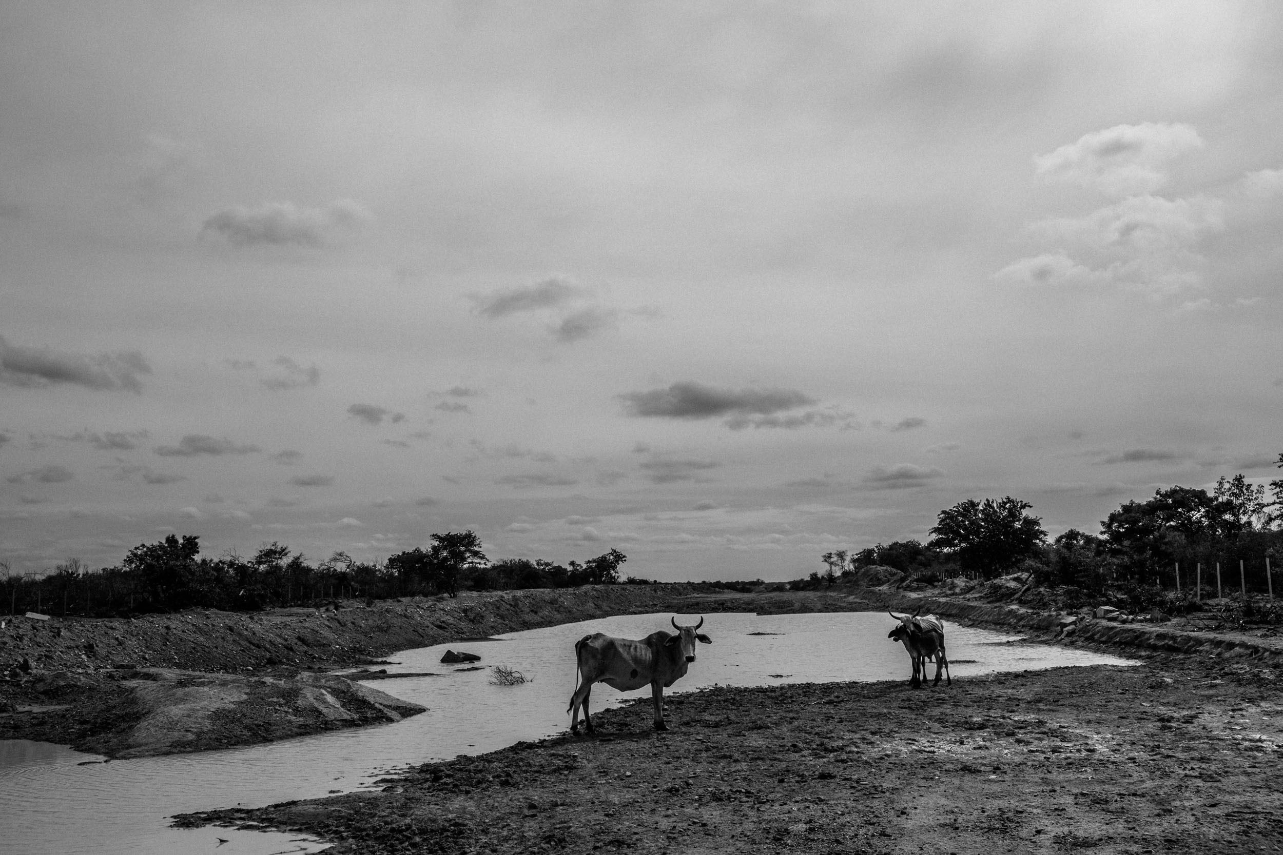 2014_02_01_DB_Brazil_Capivara-8.jpg