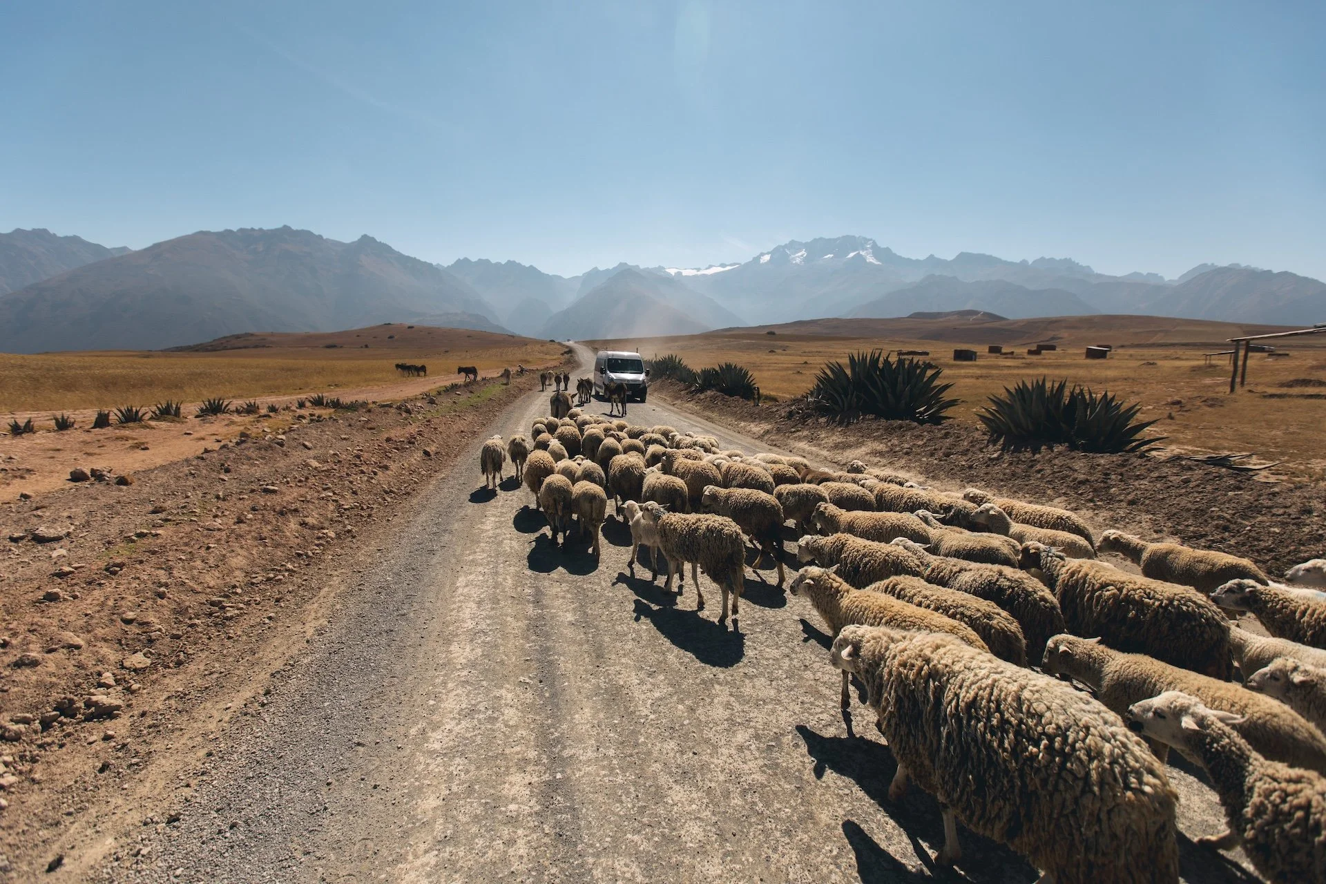 samhorine-peru-4553.jpg