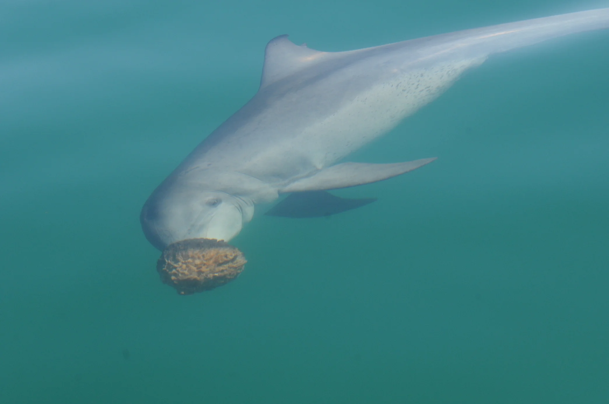 Female Dolphins: Different Personalities & Lifestyles