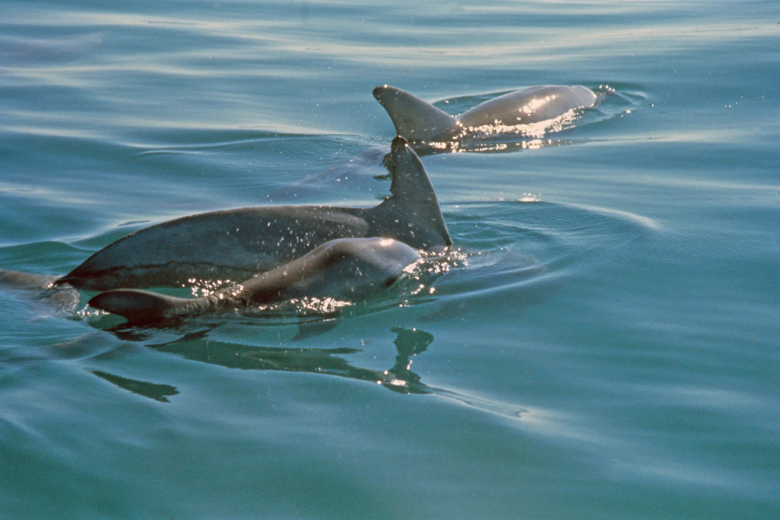 Starving Dolphins