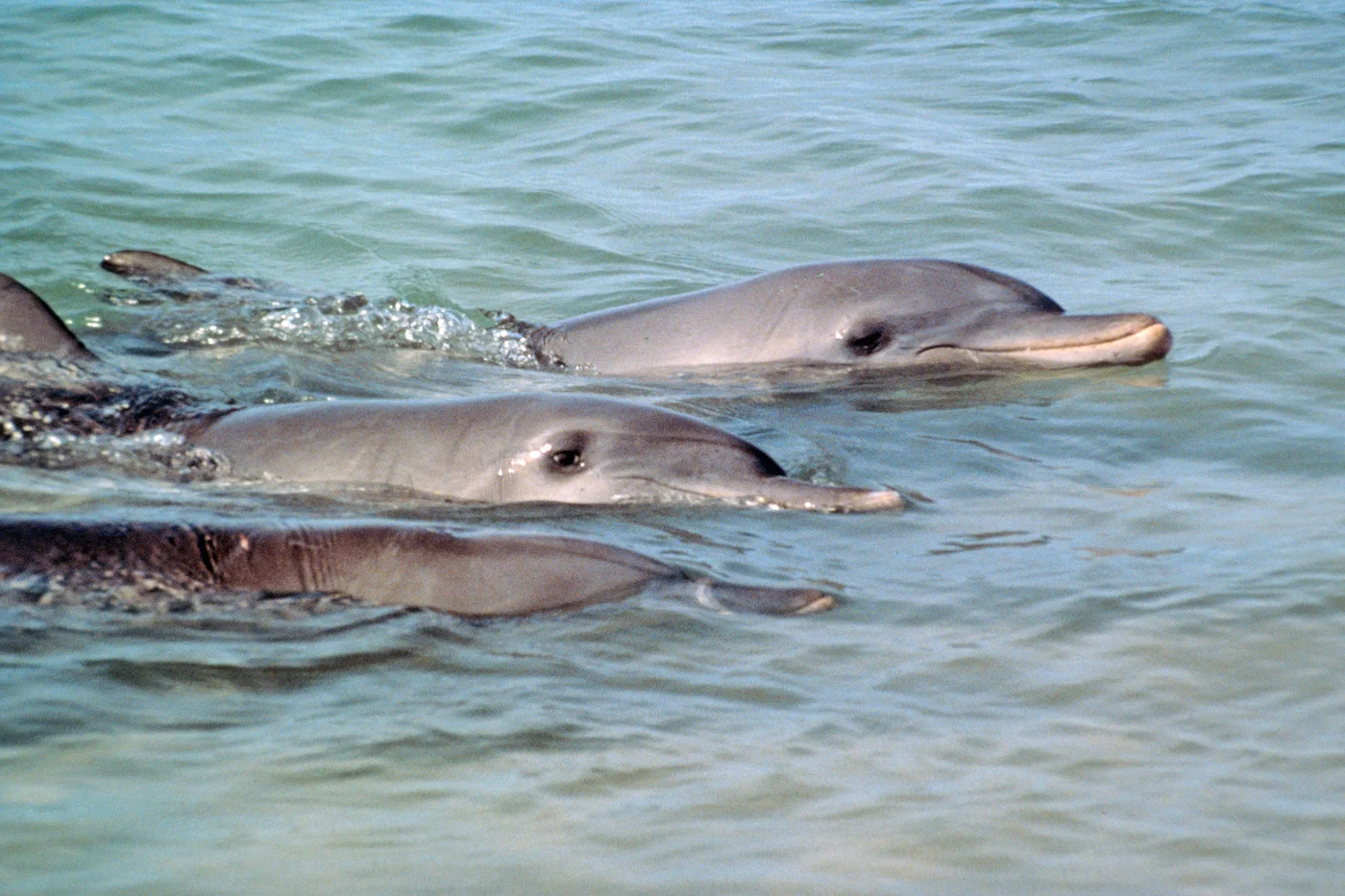 Snubby, Sickle and Bibi