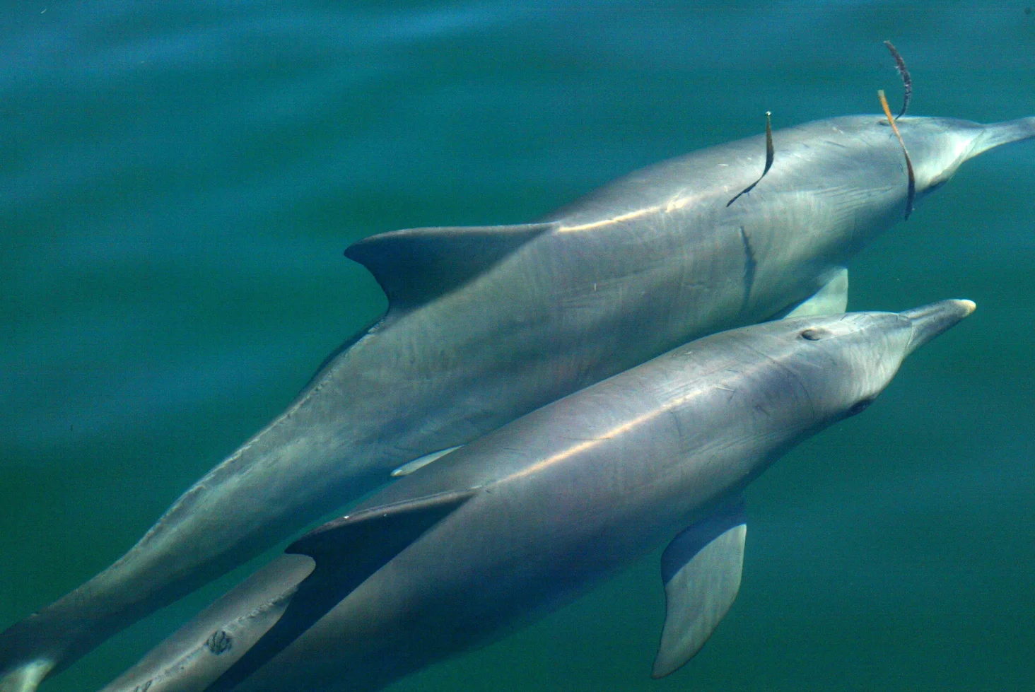 This Bonding Business