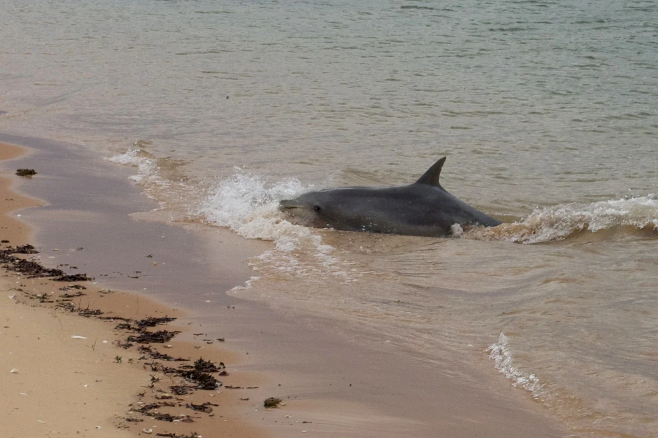 Dolphins on the Beach at Cape Peron