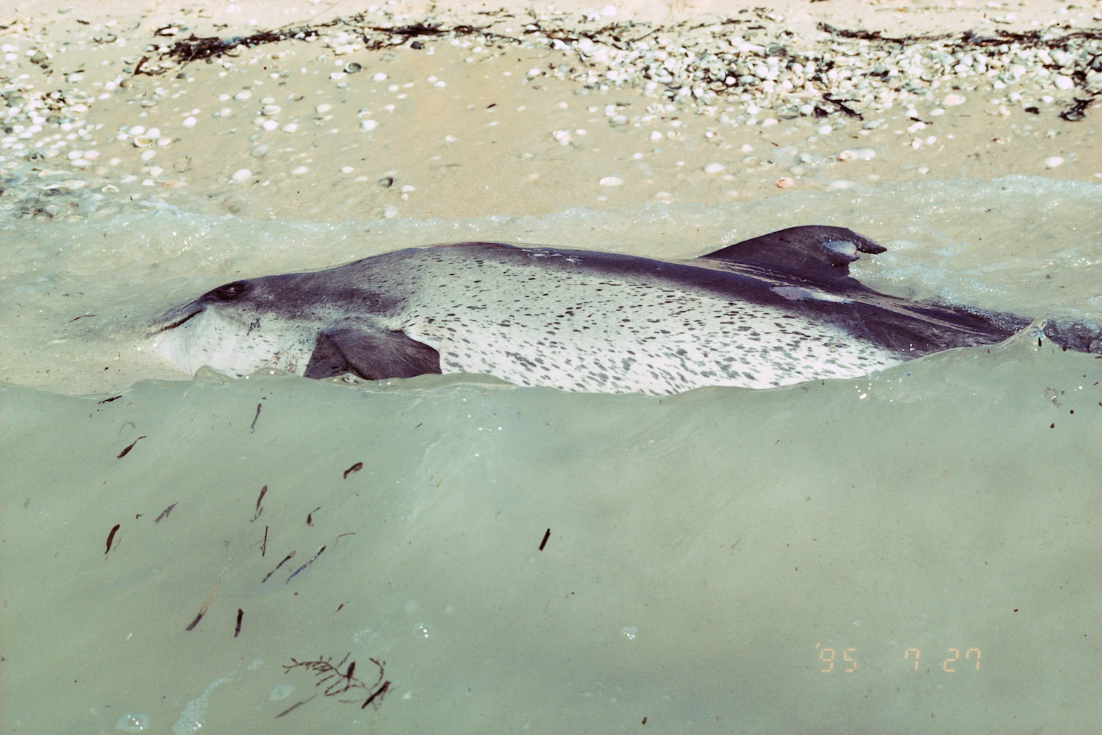 The Death of Holey-fin