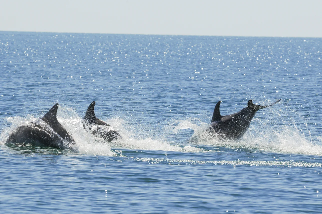 Dolphins: The Wild Side