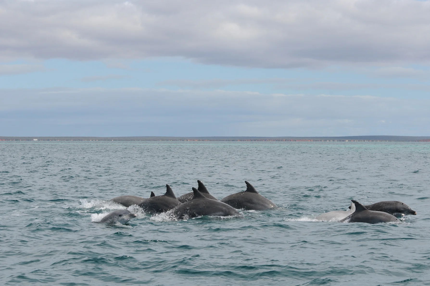 The Super Blues Brothers