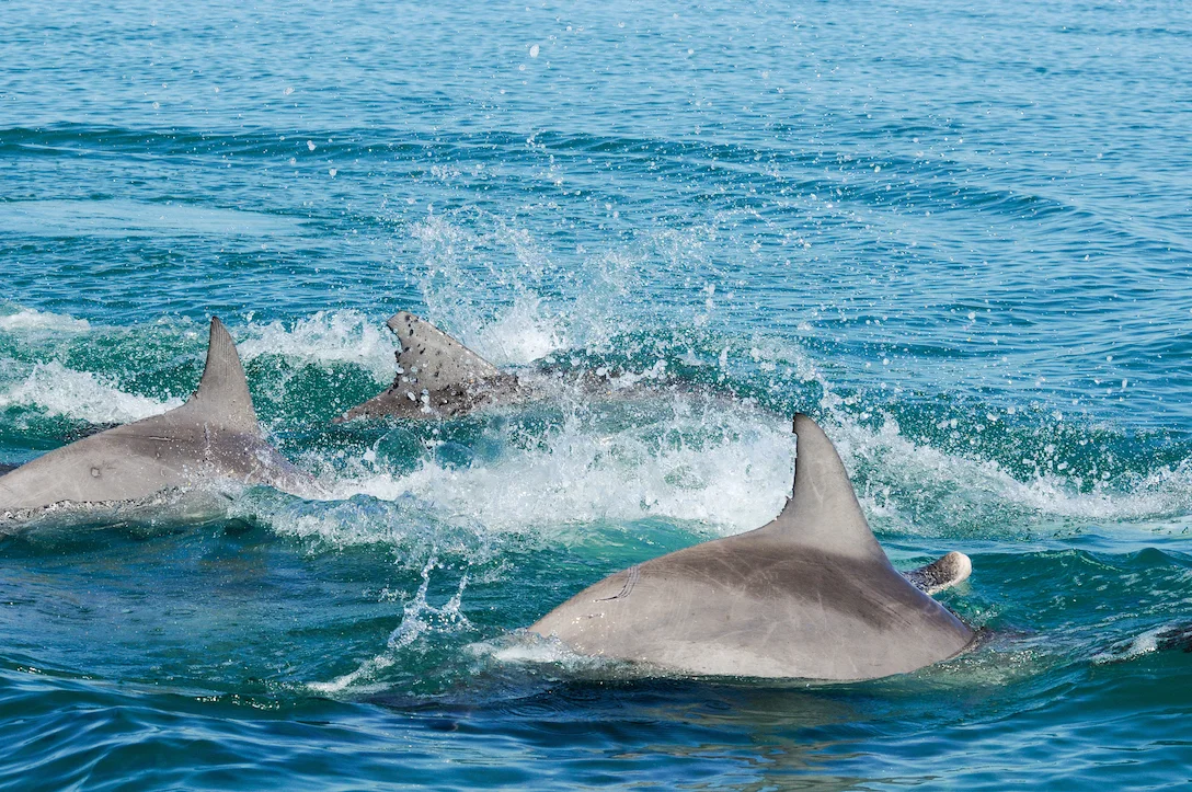 The New Boys in Town