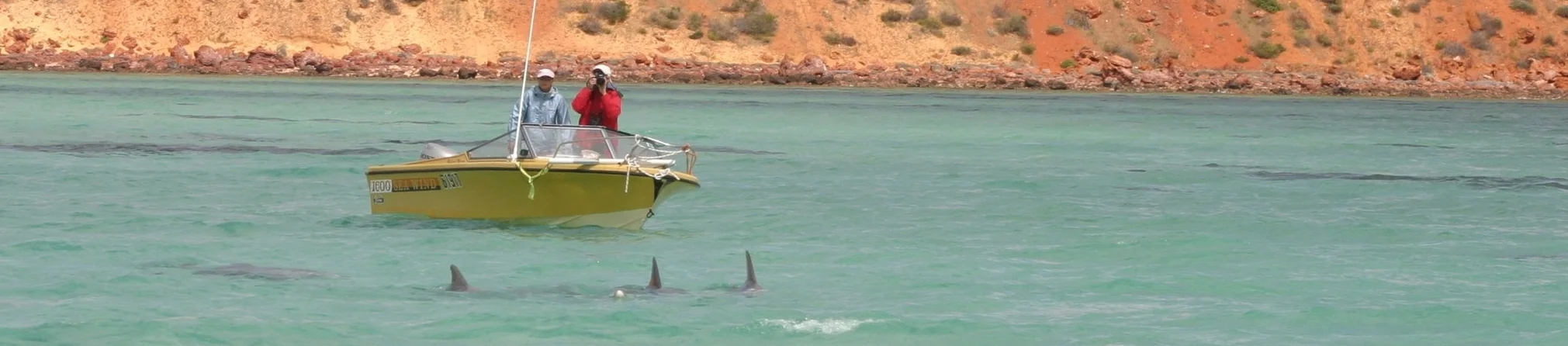 Watching dolphins copy.jpg