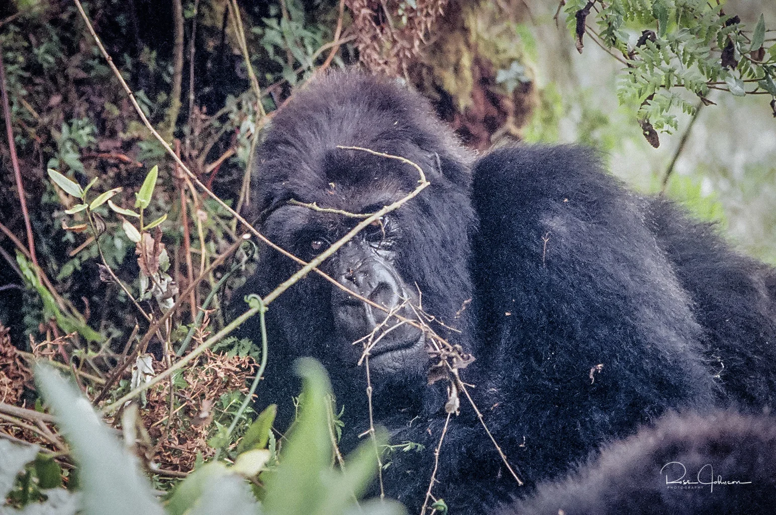 Gorilla 2.jpg