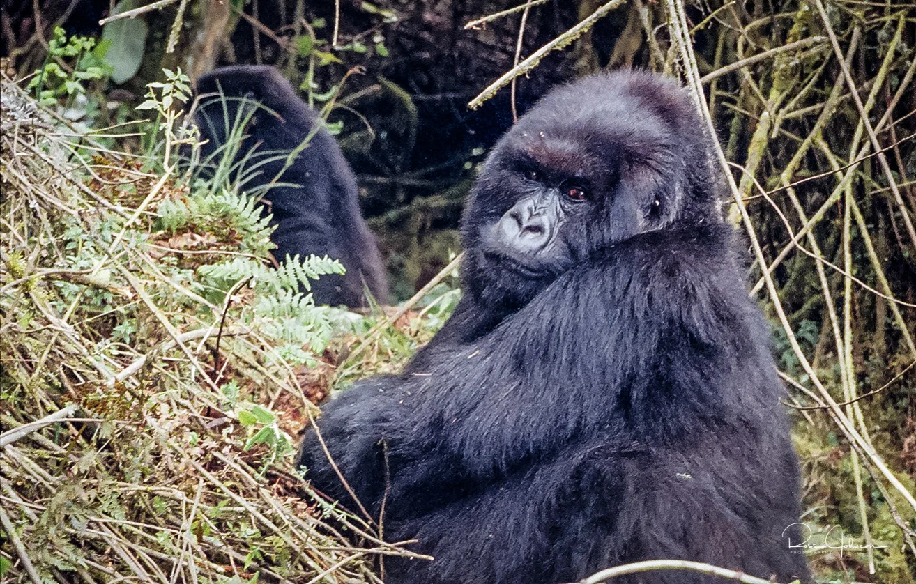 Gorilla 4.jpg