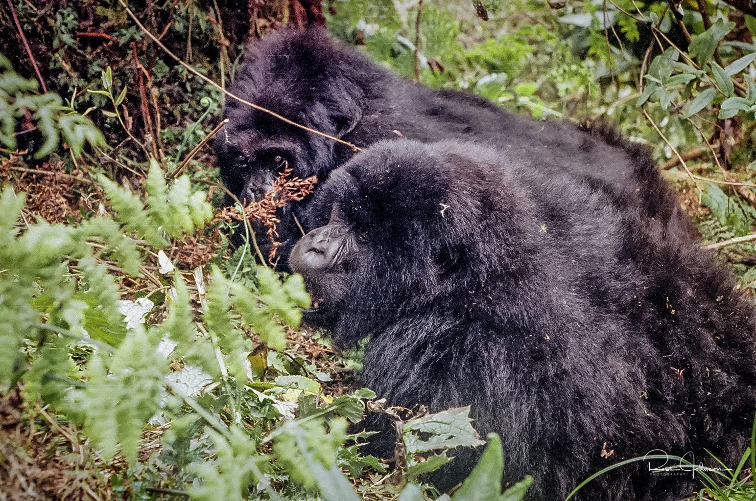 Gorilla 6.jpg