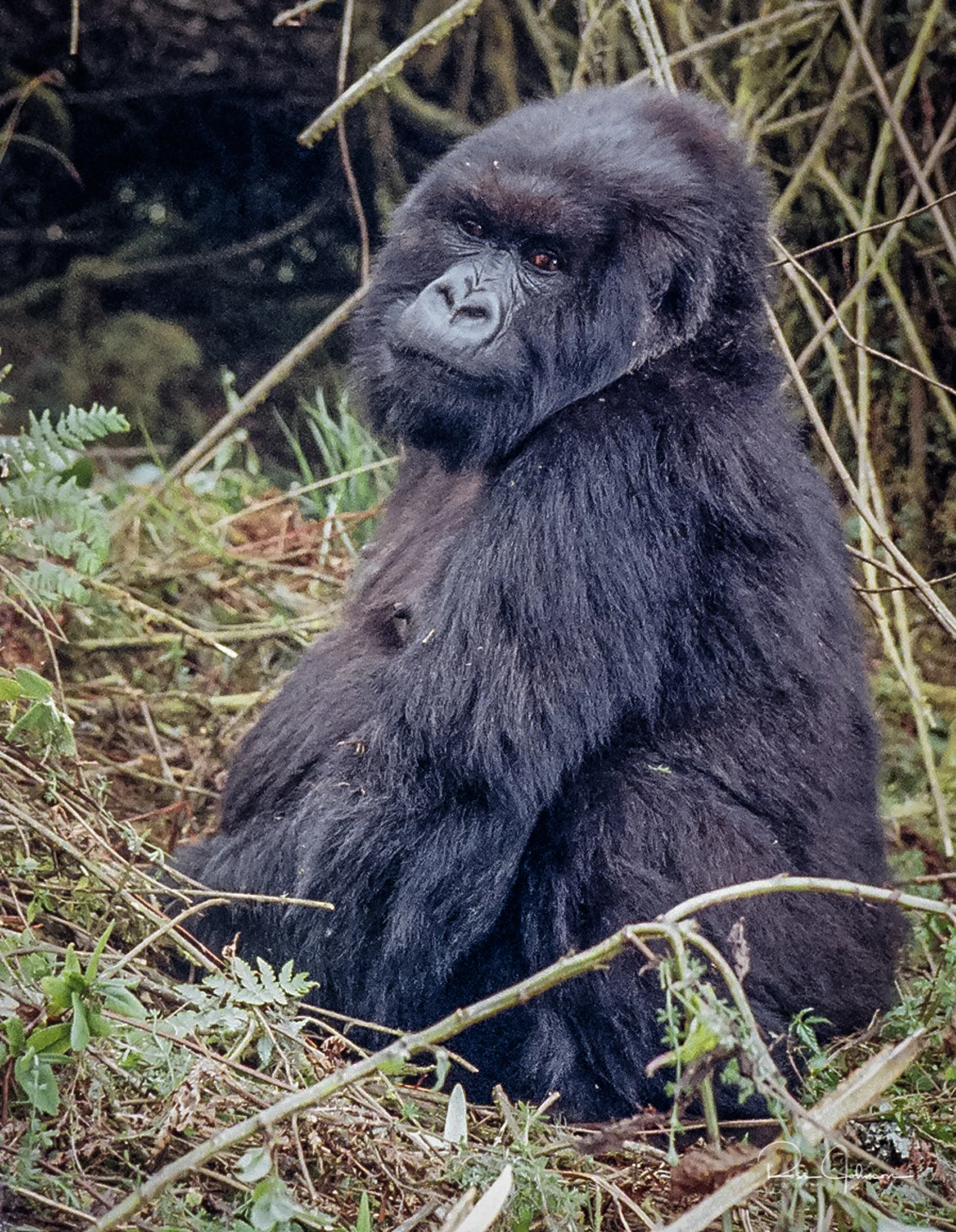 Gorilla 5.jpg