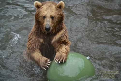 The new management introduced boomer balls, such as this one pictured with a brown bear, and other enrichment tools into many of the animal exhibits. Credit: Yerevan Zoo.