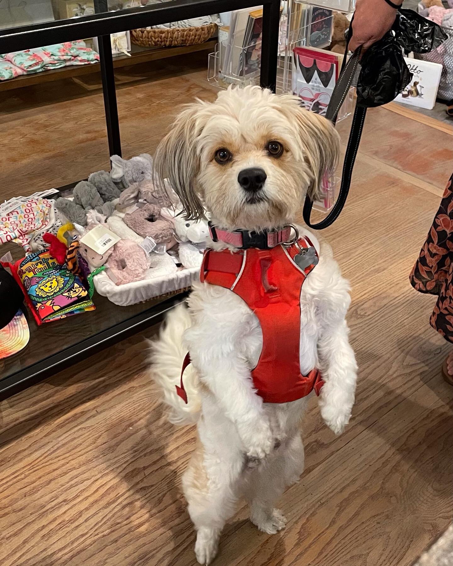 All furry friends are always welcome at Jolt! And this is @thetunadog visiting from Sausalito! #downtownnovatobusinessassociation  #redhillshoppingcenter #dogsofinstagram