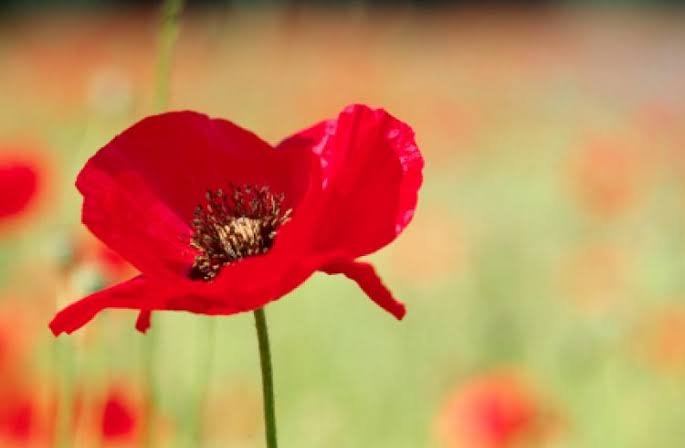 Remembrance Day Parade