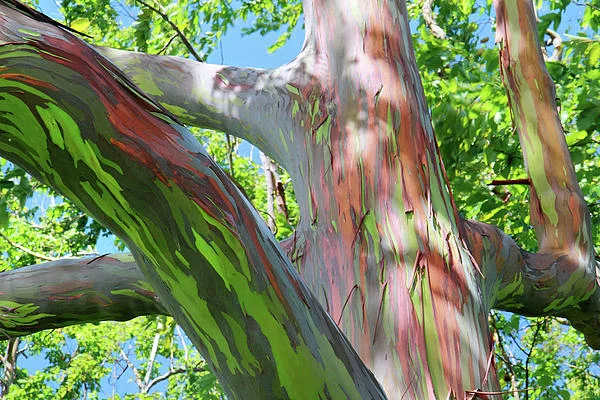 rainbow-eucalyptus-09.jpg