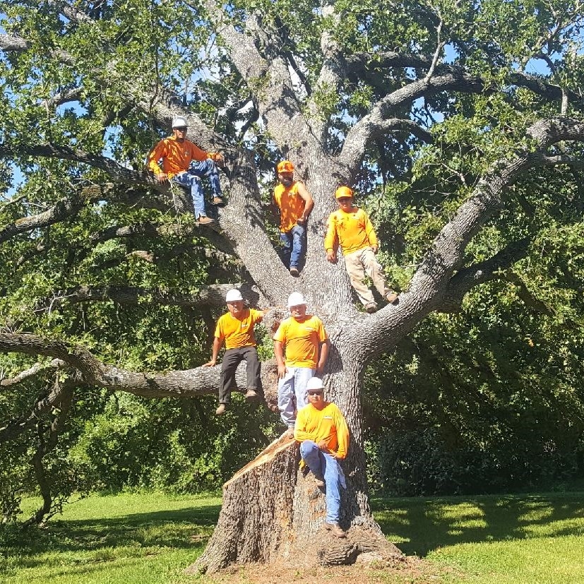 tree services