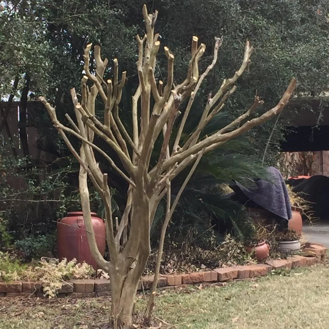 These cuts are not angled correctly, and the new growth will sag in the Summer.