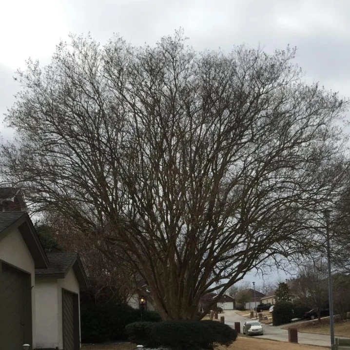 A stunning and well kept Crepe Myrtle