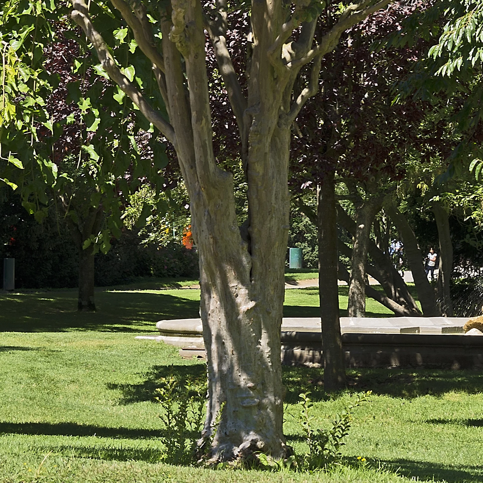 A tree with this large of a trunk would require the shoots to be cut off, but most smaller trees can afford the addition of these newer sprouts.