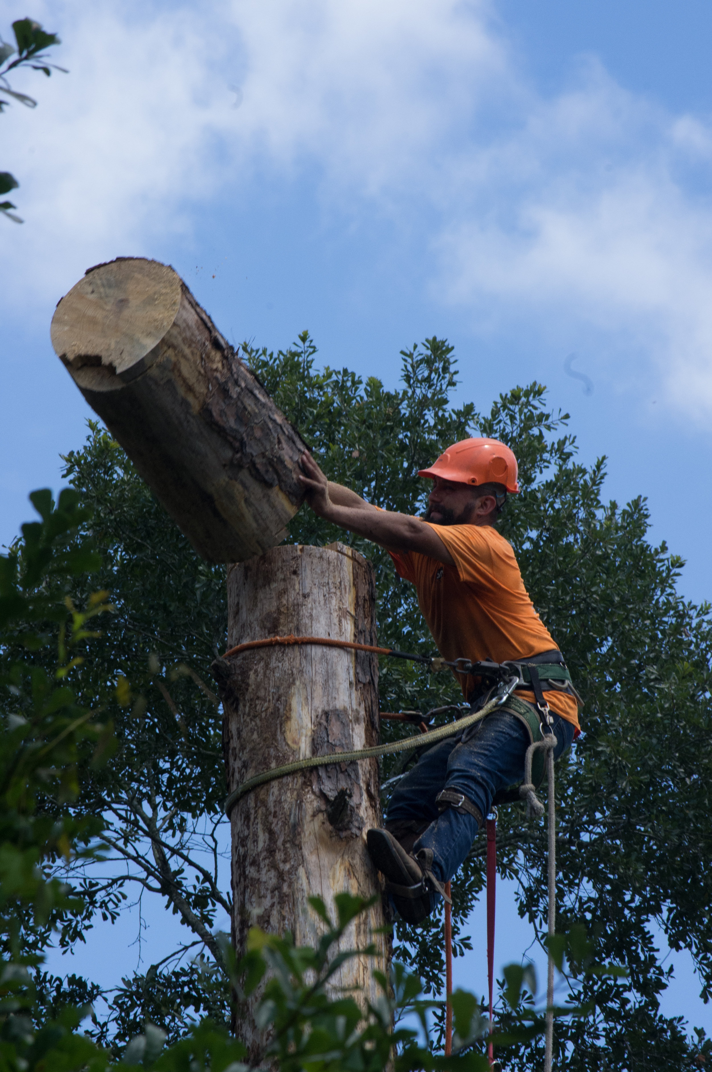 tree trunk cutting and removal in Magnolia, TX