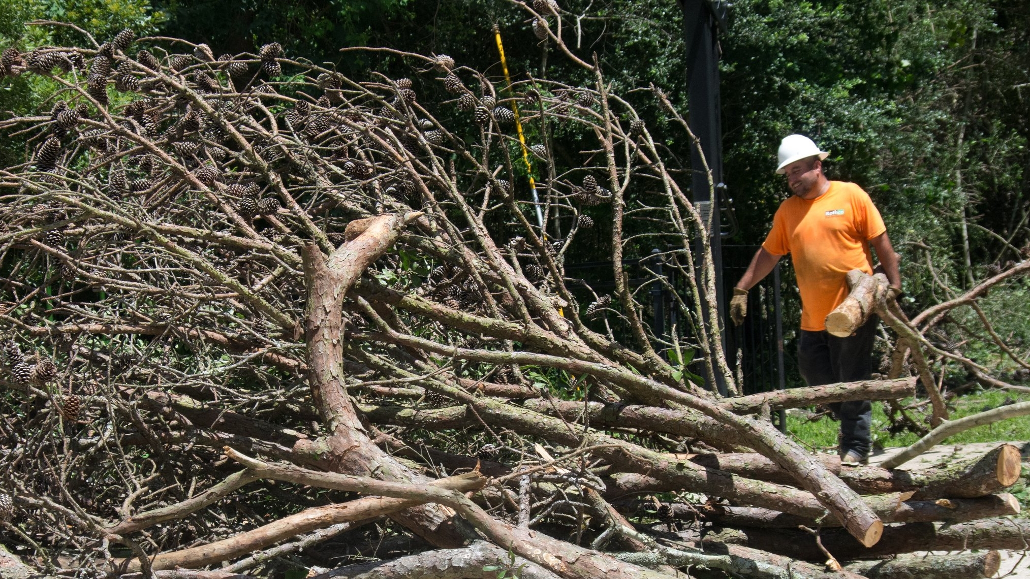 branch and limb removal with debris haul away