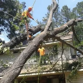 Emergency Tree fell Work hurricane flood roof