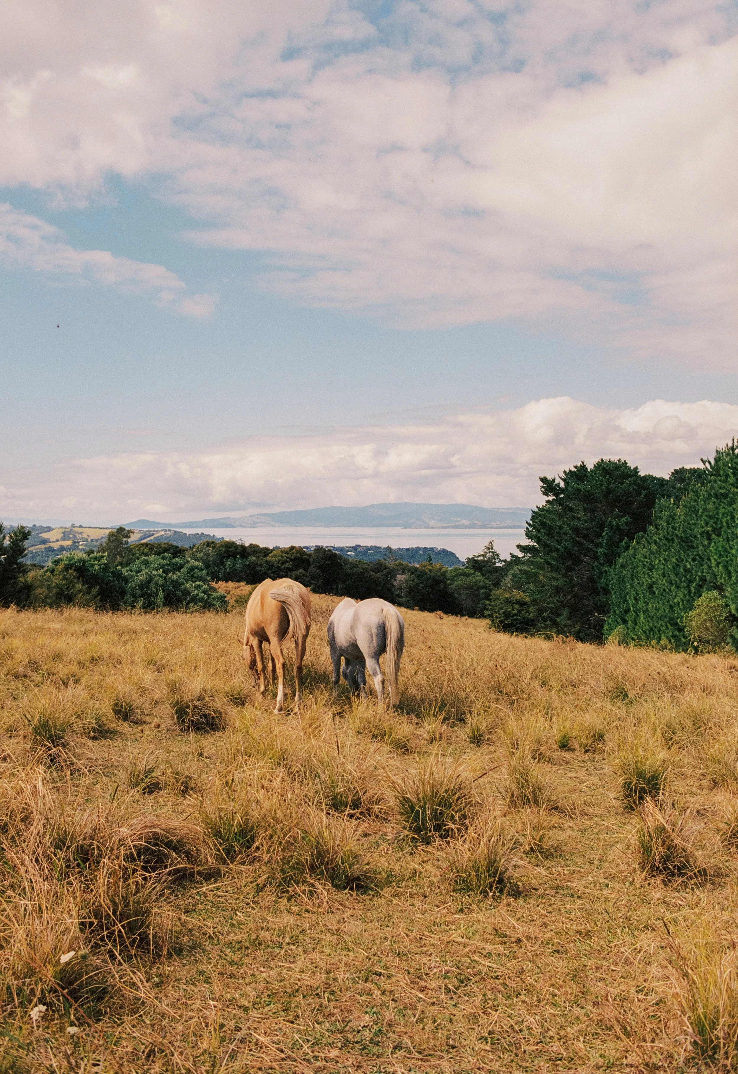 Petra+Levi-Film-ZS-30.JPG