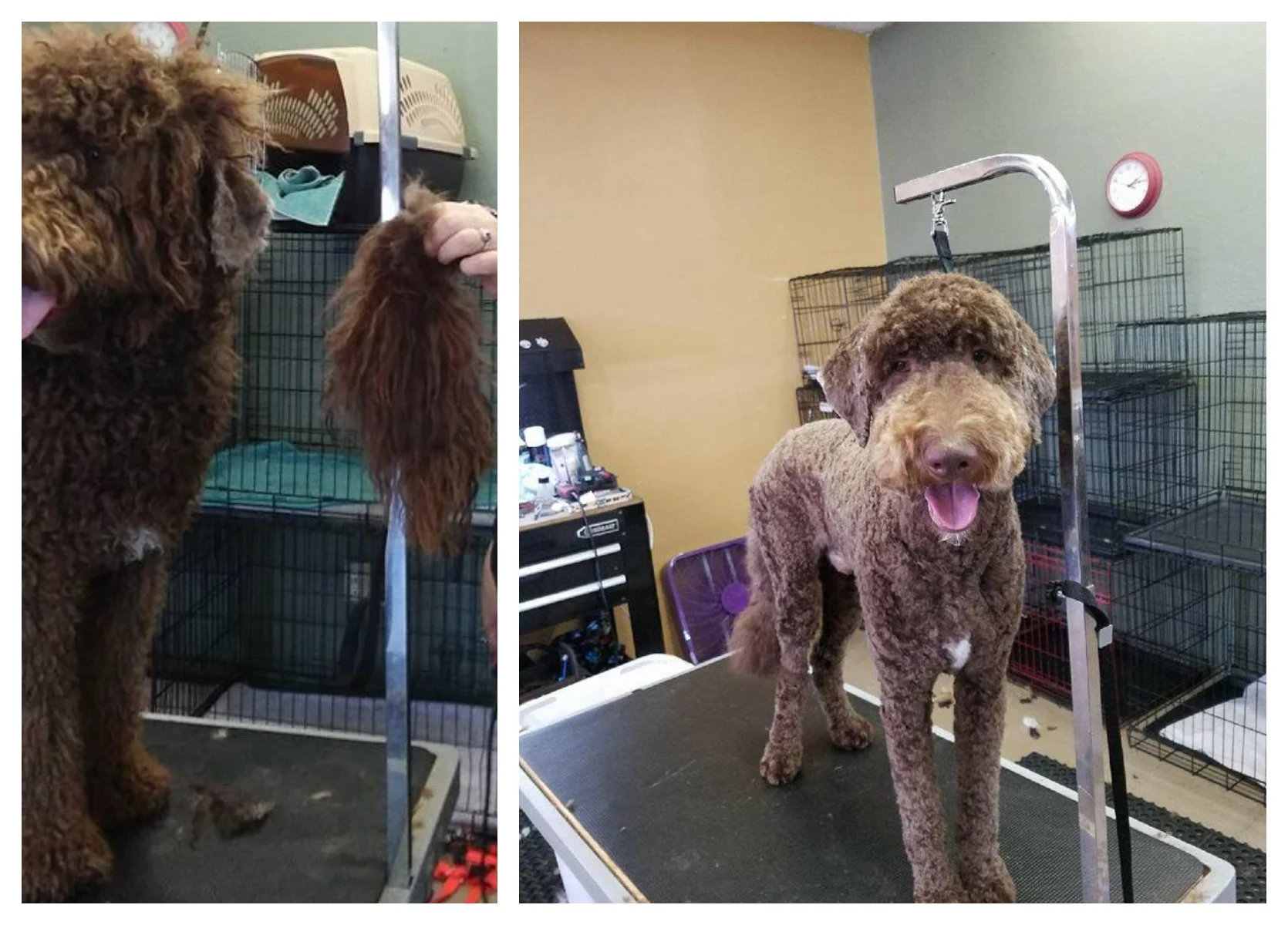 Hairy Collage.jpg