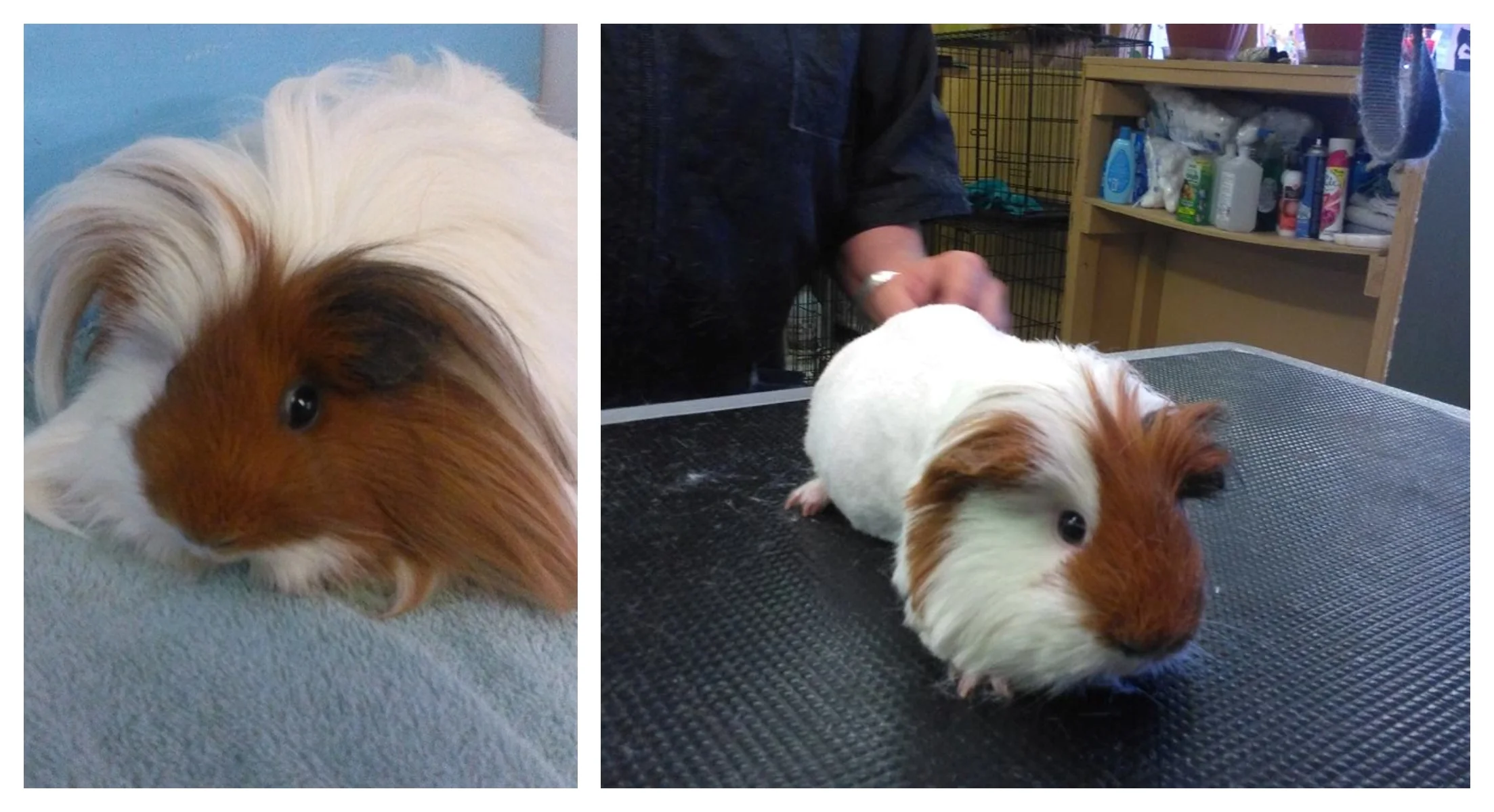 Piggy Collage.jpg
