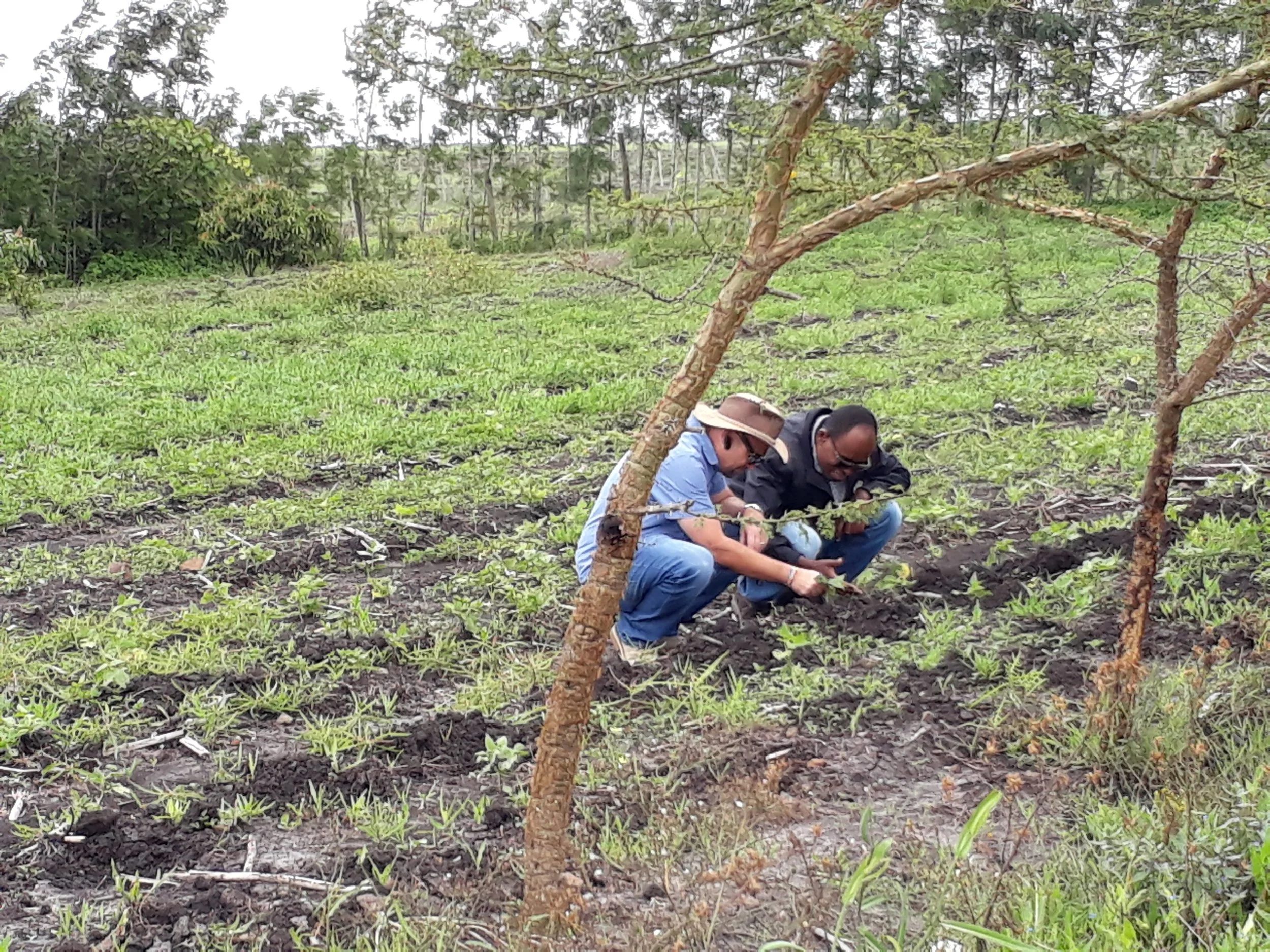 Shamba.jpg