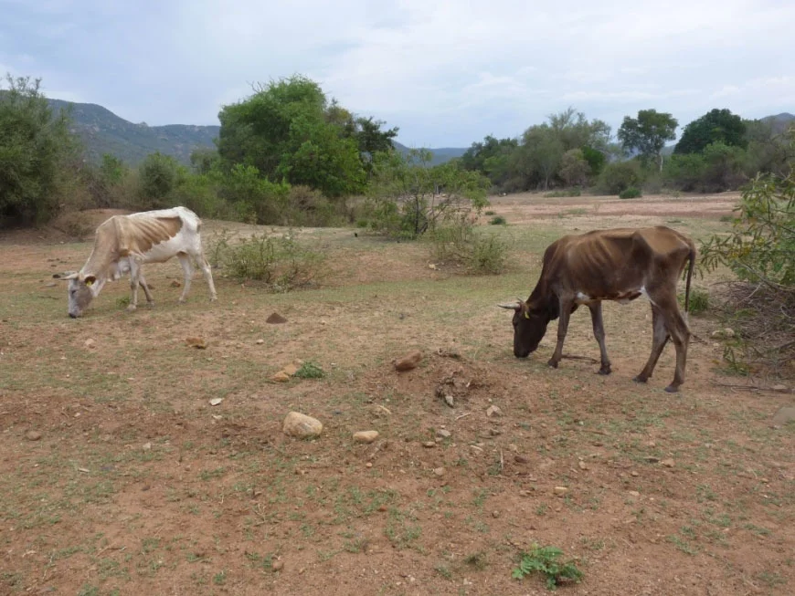 News_Drought_Cows.jpg