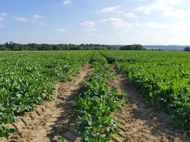 Vegetable Growers Avoid Compaction Too