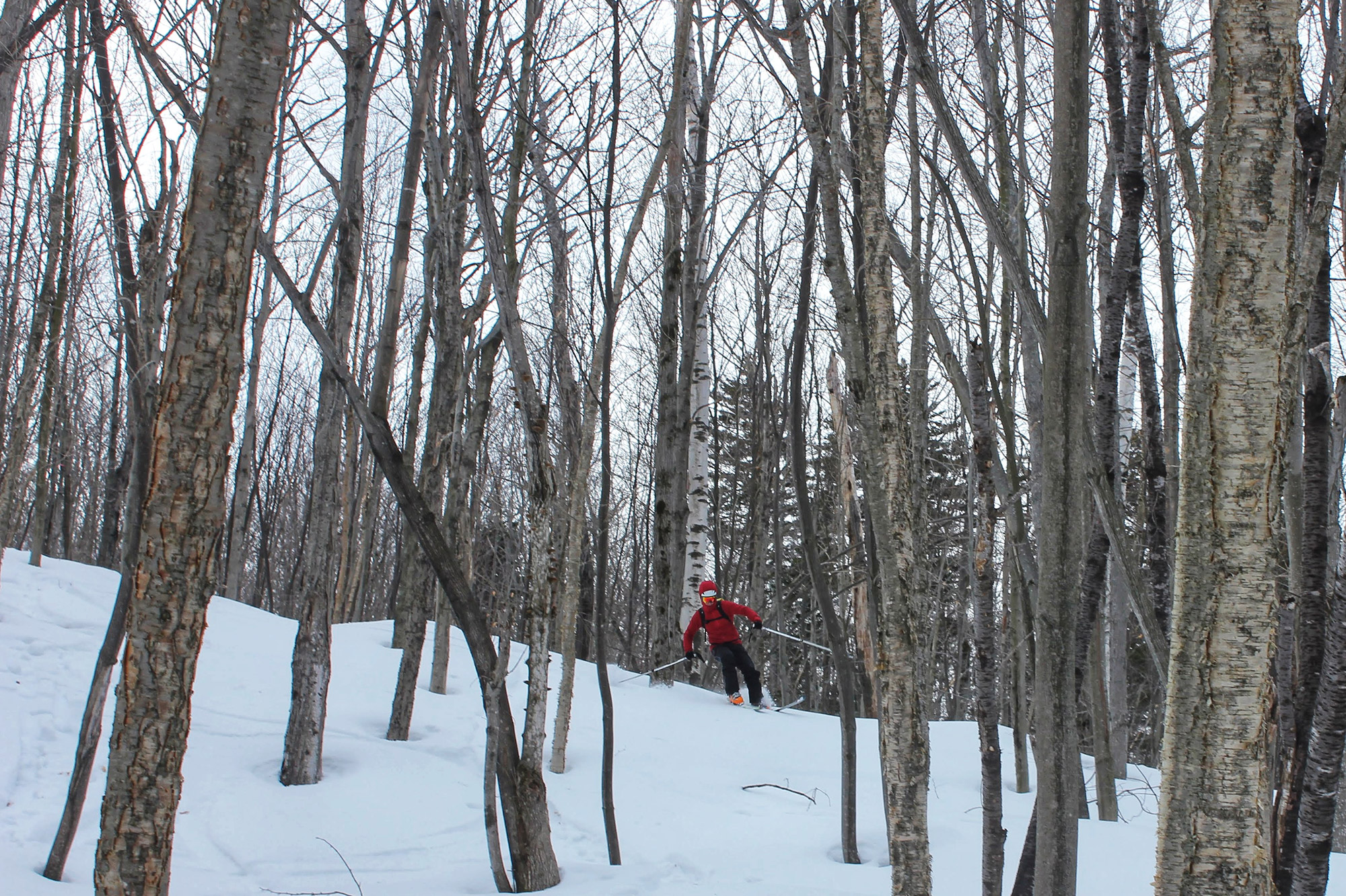 The Forest Through the Trees: Skiing the GBA's Glades