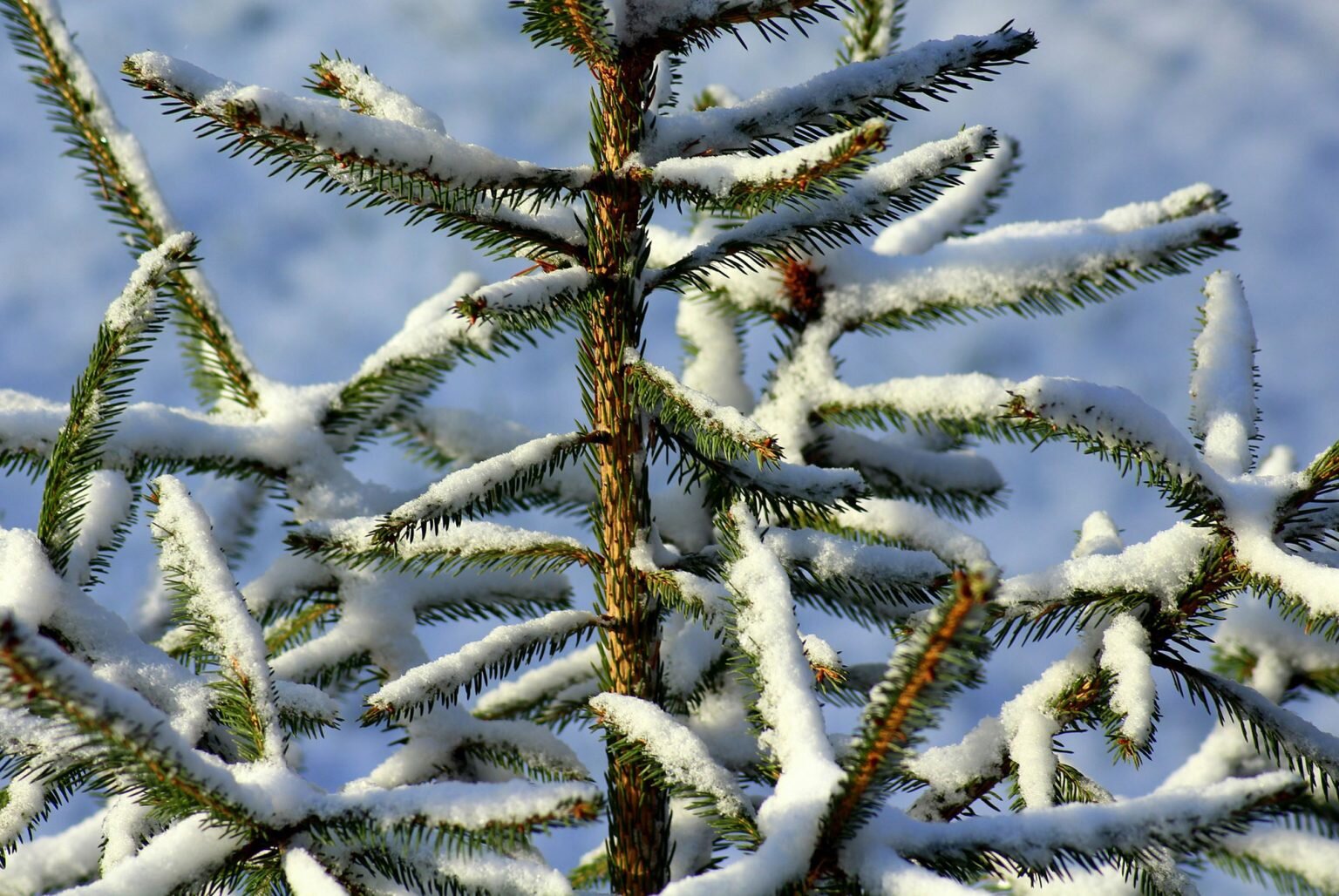 How to Cut Your Own Christmas Tree in the White Mountain National Forest