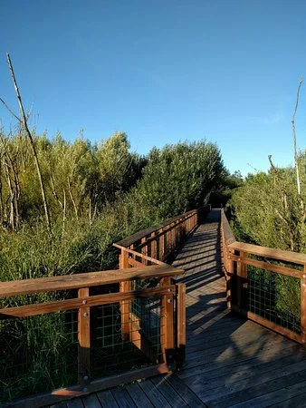Bird Watch Tower Repairs at the Auburn Environmental Park for the City of Auburn