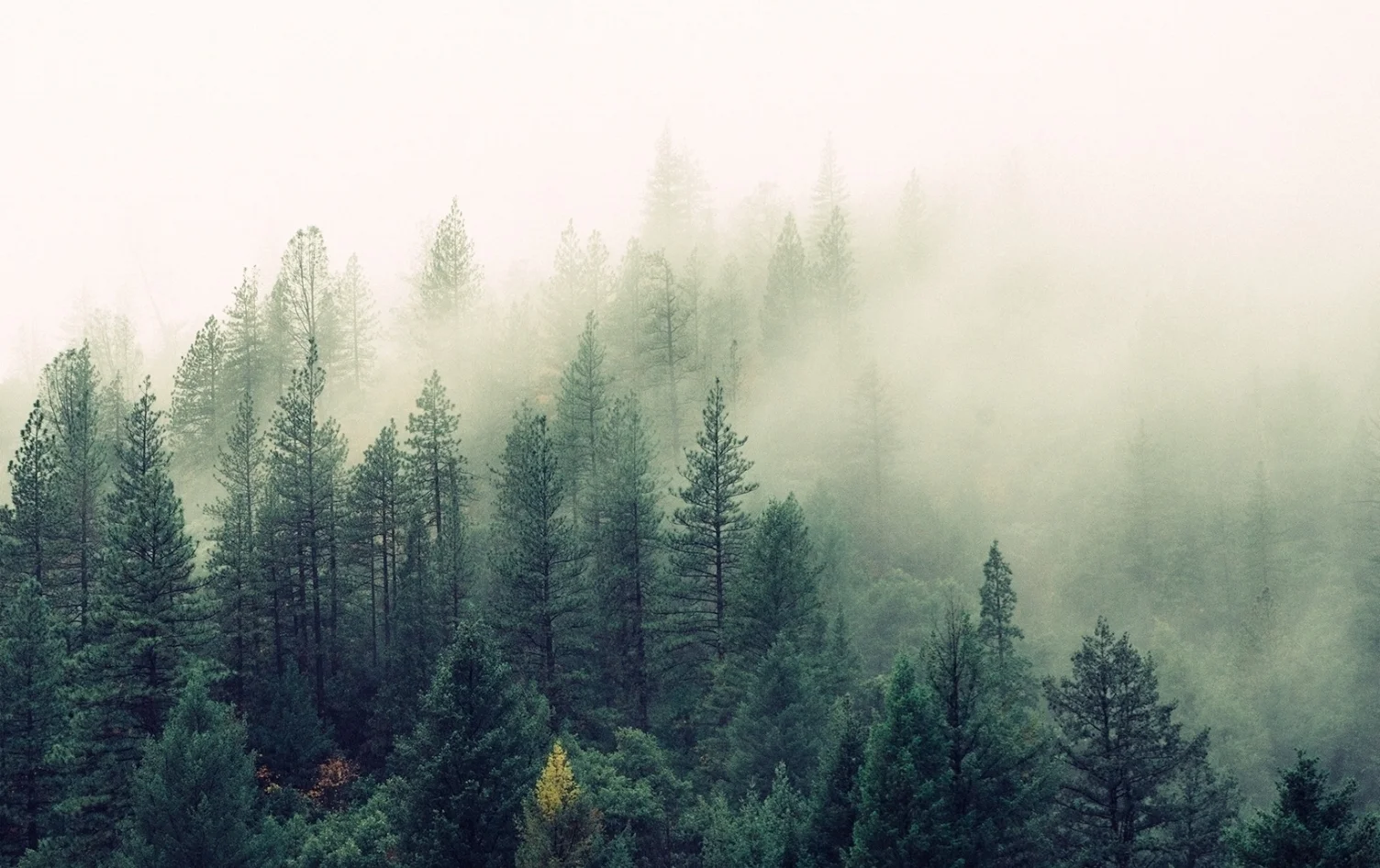 nature-forest-trees-fog.jpeg