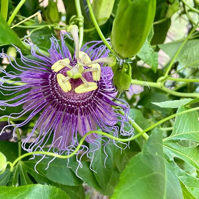 The passionflower is blooming and it makes me soooo happy 😊💜🙌🏻
#passionflower #pasiflora #blooms #herbalism